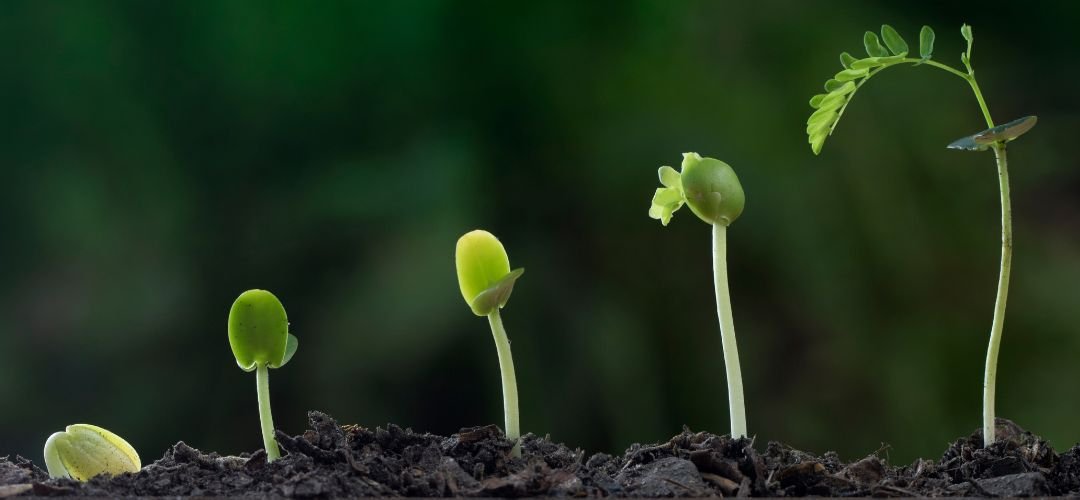 Vedanta nao é fast food