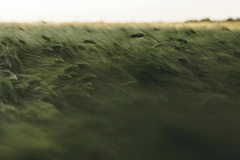 आयुर्वेद – Vāta Prakṛti