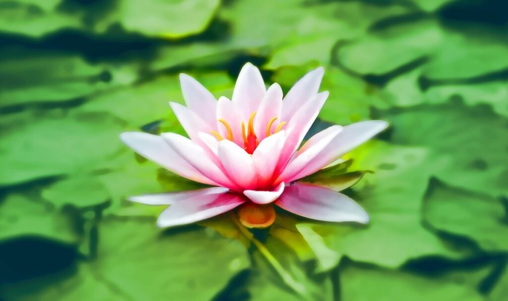 आयुर्वेद – ācāra rasāyana