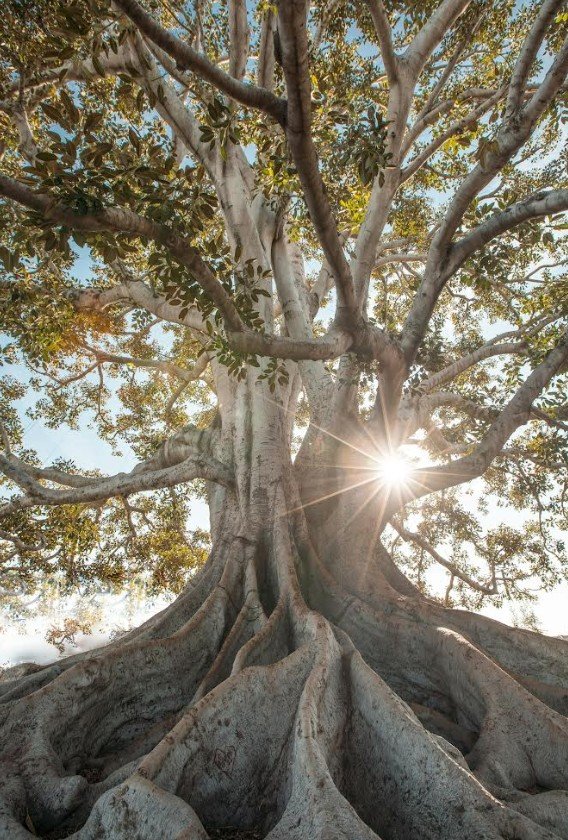 आयुर्वेद – Ojas: A Força Subtil da Vida